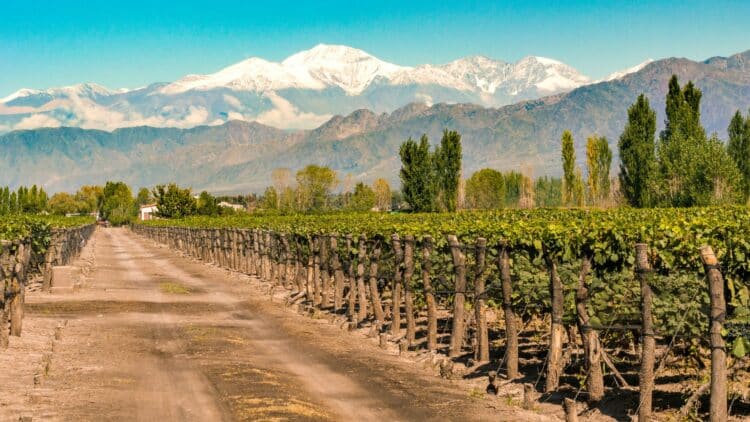Vignobles de Mendoza avec la cordillère des Andes enneigée en arrière-plan.