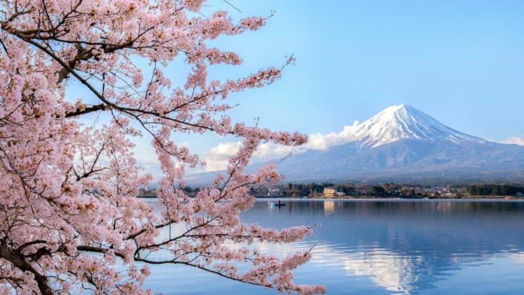 Mont Fuji enneigé encadré par des cerisiers en fleurs au Japon.