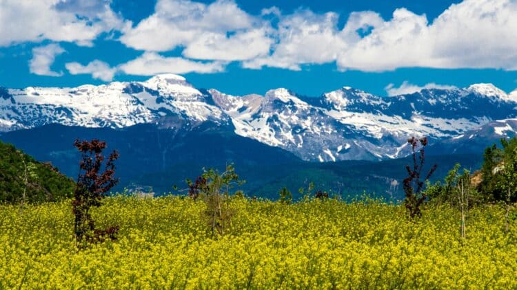 Panorama sur les sommets enneigés des Pyrénées depuis une vallée fleurie.