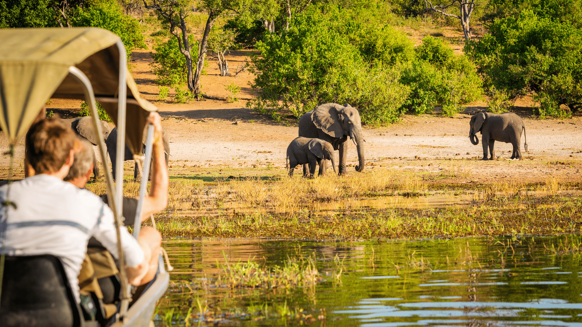 observation elephants safari afrique australe