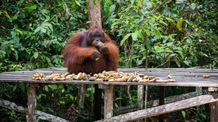 Orang-outan dans la forêt tropicale du parc national de Tanjung Puting, à Bornéo.