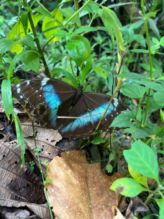 Papillon aux reflets bleus observé dans une forêt tropicale andine du Pérou.