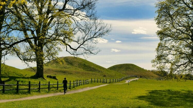 Paysage de campagne suédoise avec collines verdoyantes et grands arbres au printemps.