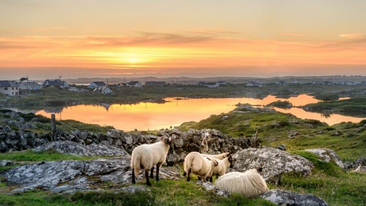 Moutons dans un paysage rocheux du Connemara au coucher du soleil, en Irlande.