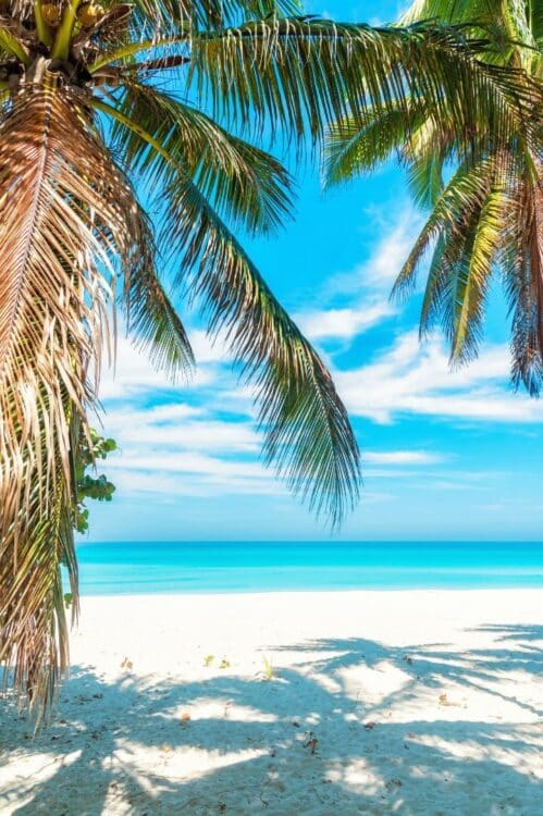 Plage de sable blanc bordée de palmiers à Cuba.
