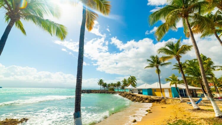 Plage bordée de palmiers et eaux turquoise en Guadeloupe.