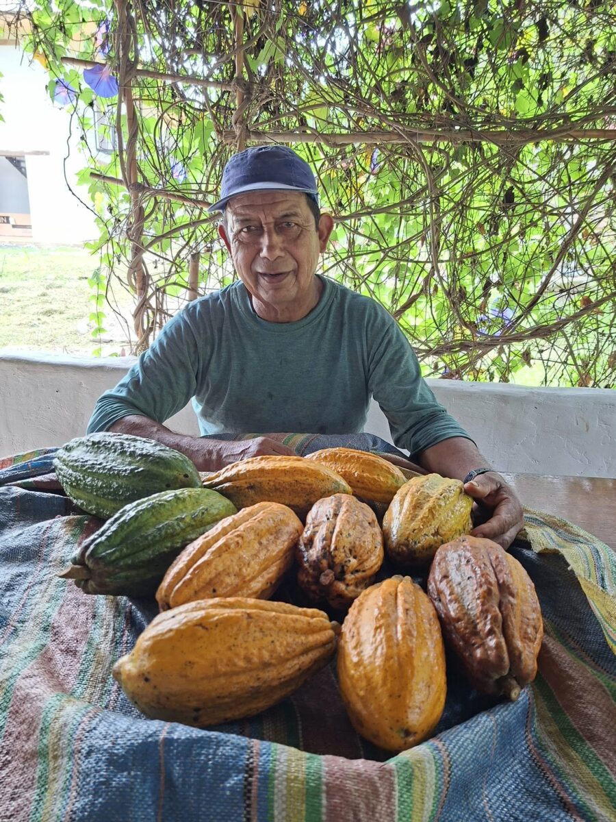 Récolte de cabosses de cacao dans une ferme familiale en Amazonie péruvienne