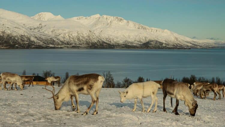 Rennes dans la neige près de Tromsø, en Norvège, avec des montagnes en arrière-plan.