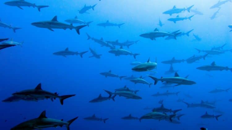 Banc de requins gris évoluant dans les eaux cristallines de Fakarava, en Polynésie française.