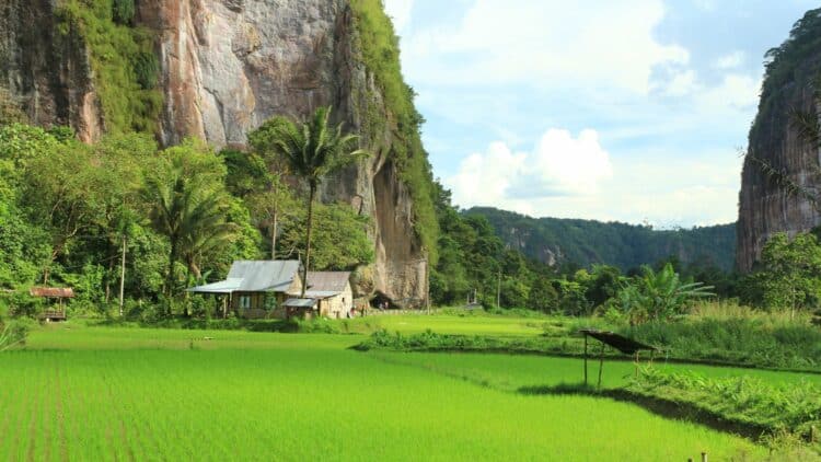 Rizières et falaises verdoyantes dans les paysages de Sumatra, en Indonésie.
