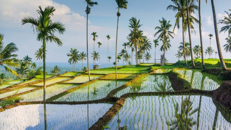 Rizières en terrasses et palmiers dans les paysages de Lombok, en Indonésie.
