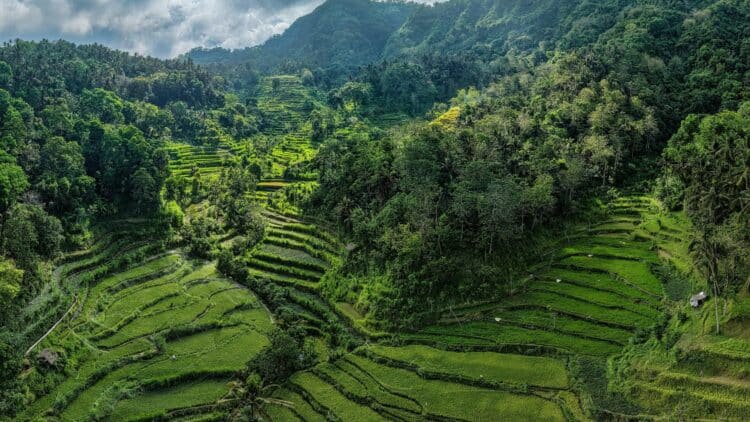Rizières en terrasses entourées d'une végétation tropicale luxuriante à Bali.
