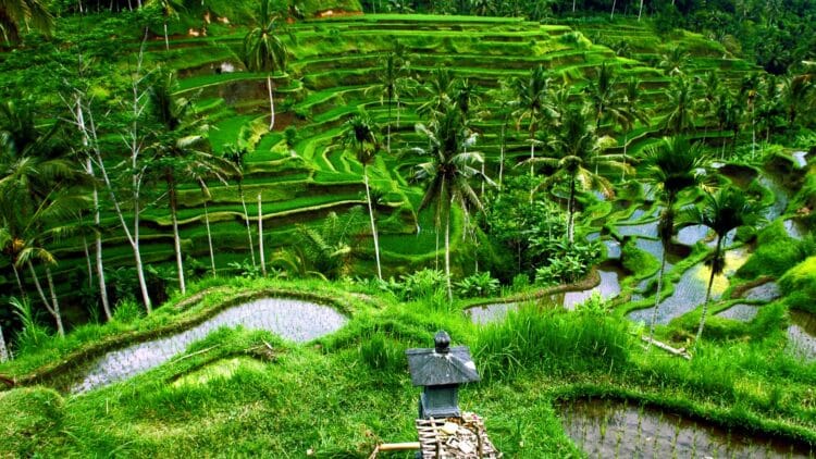 Rizières en terrasses verdoyantes entourées de palmiers à Bali.