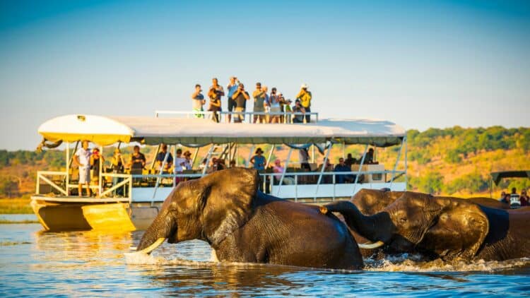 Éléphants traversant une rivière lors d’un safari nautique dans le delta de l’Okavango.