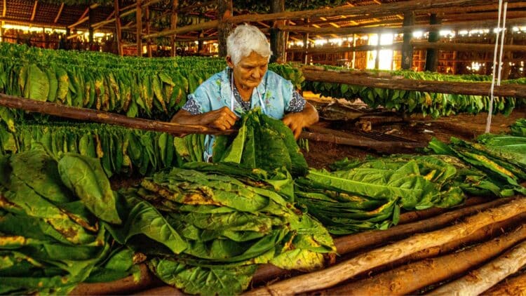 Productrice de tabac préparant des feuilles dans une plantation cubaine.