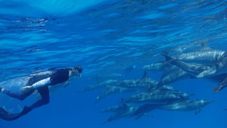 Plongeur en snorkeling observant un groupe de dauphins dans la mer Rouge.