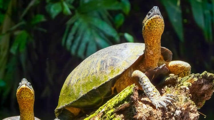 Tortues observées dans la forêt tropicale du Costa Rica.
