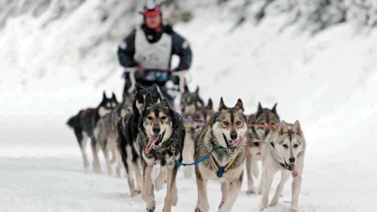 Attelage de chiens de traîneau traversant un paysage enneigé au Canada.