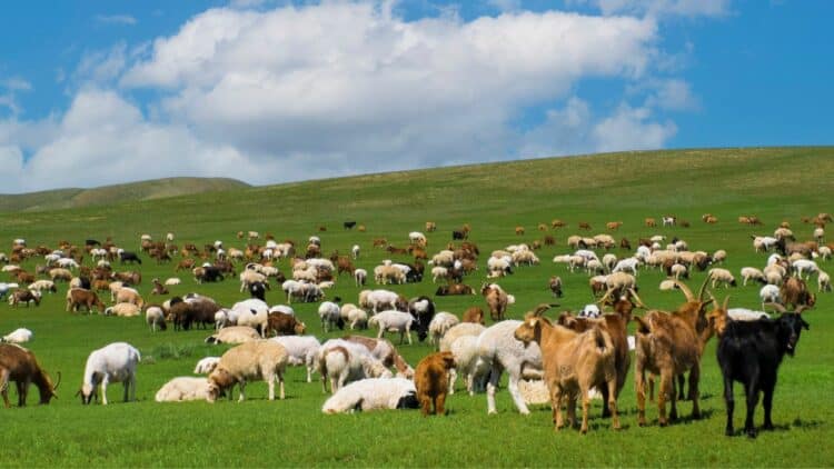 Troupeaux de chèvres et de moutons dans les vastes steppes de Mongolie.
