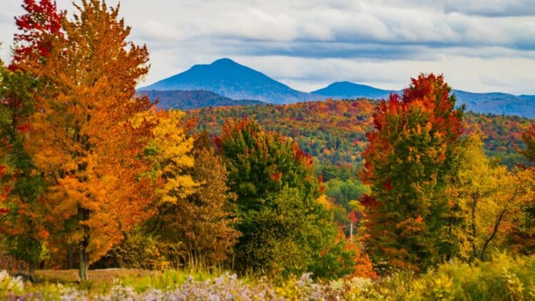 Forêts aux couleurs automnales dans les paysages vallonnés du Vermont.