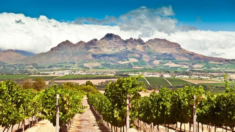 Vignobles de Stellenbosch avec les montagnes en arrière-plan.