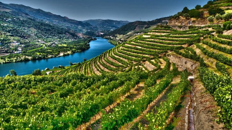 Terrasses viticoles dominant la vallée du Douro au Portugal.