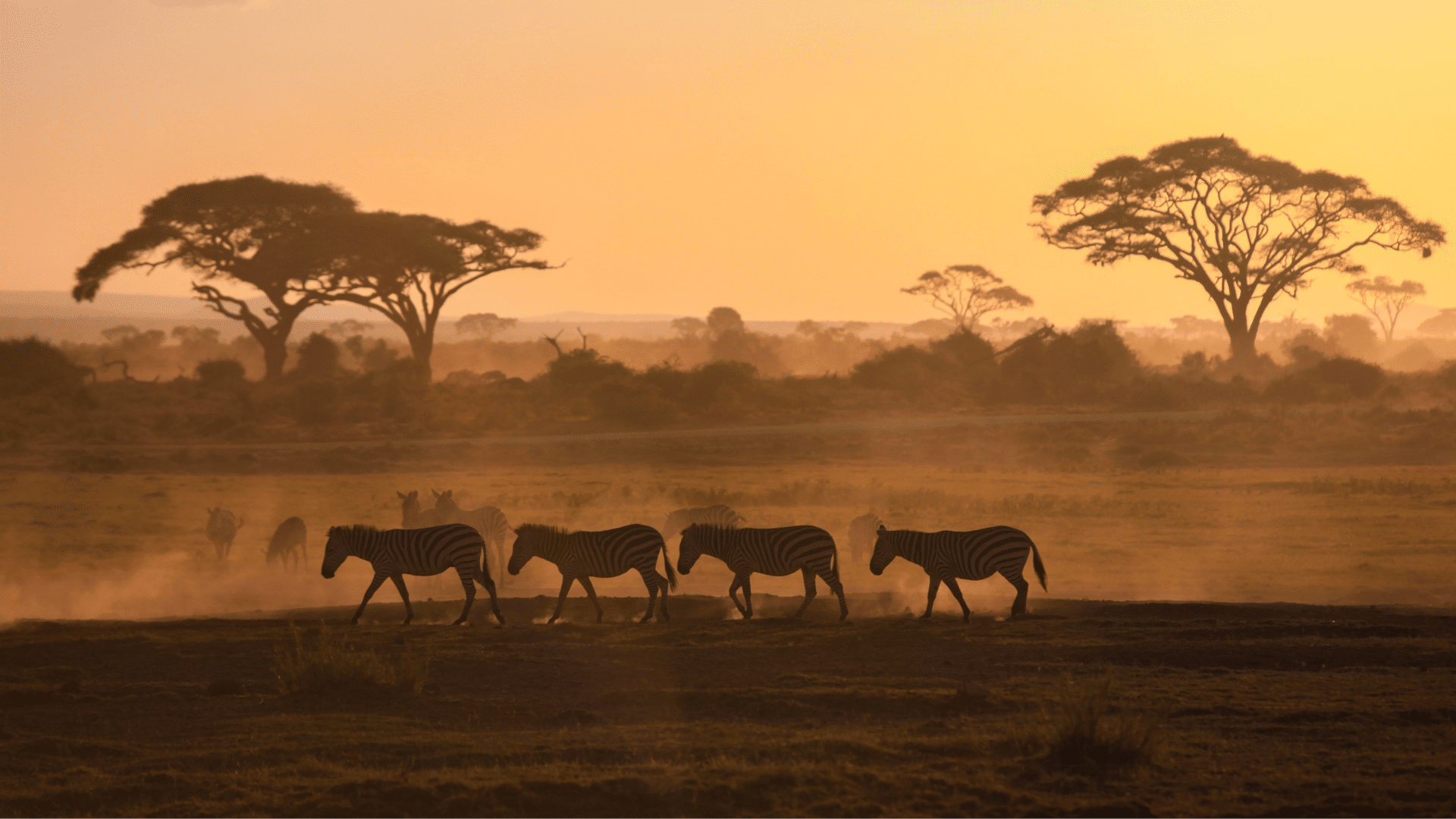Zèbres traversant la savane au coucher du soleil en Afrique