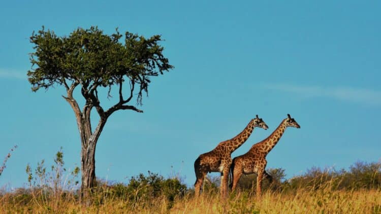 Deux girafes dans la savane lors d'un safari en Afrique du Sud.
