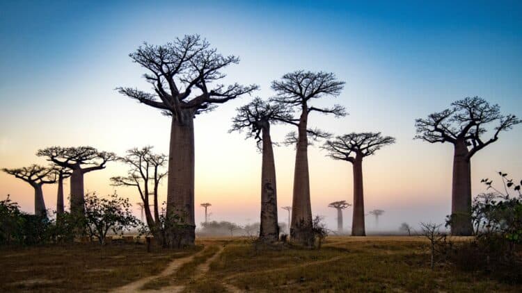 Baobabs géants au lever du soleil à Madagascar.