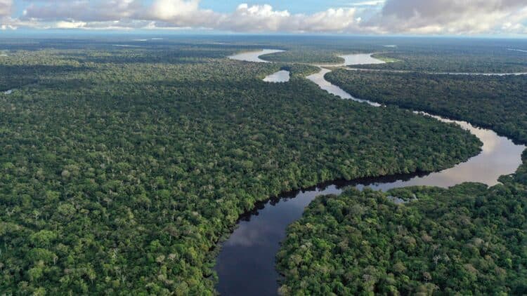 Vue aérienne de la forêt amazonienne traversée par un fleuve sinueux.