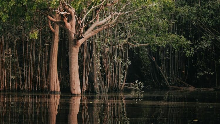 Forêt inondée au cœur de l'Amazonie péruvienne avec arbres se reflétant dans l'eau calme.