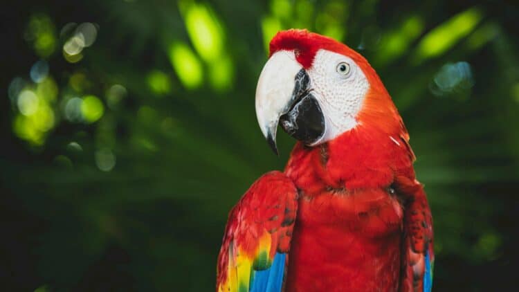 Ara rouge perché dans la forêt tropicale d'Amazonie.