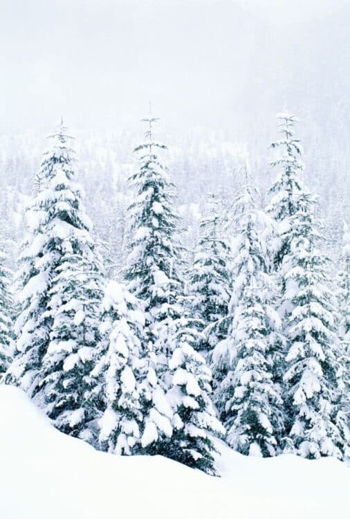 Forêt de sapins recouverte d'une épaisse couche de neige au Canada.
