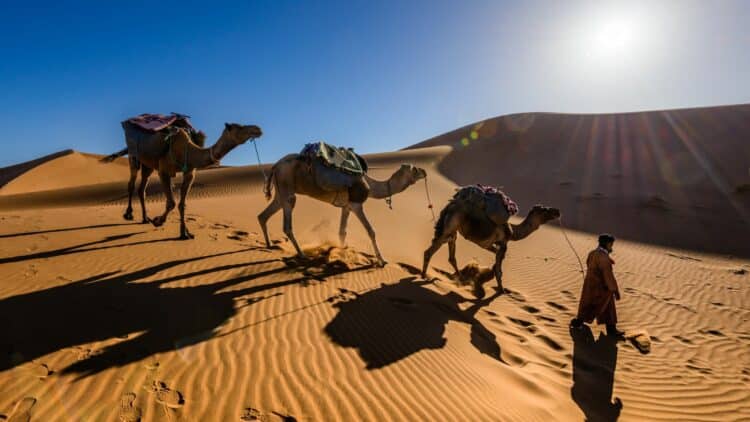 Caravane de dromadaires traversant les dunes du désert marocain sous le soleil.