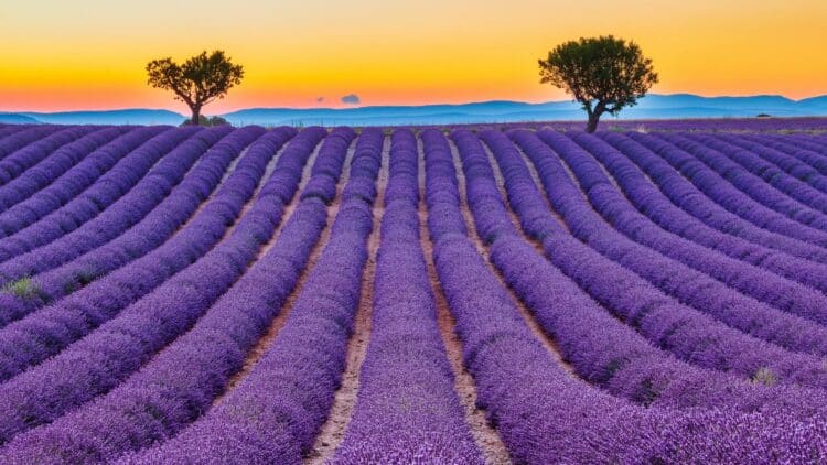 Champs de lavande en fleurs au coucher du soleil en Provence.