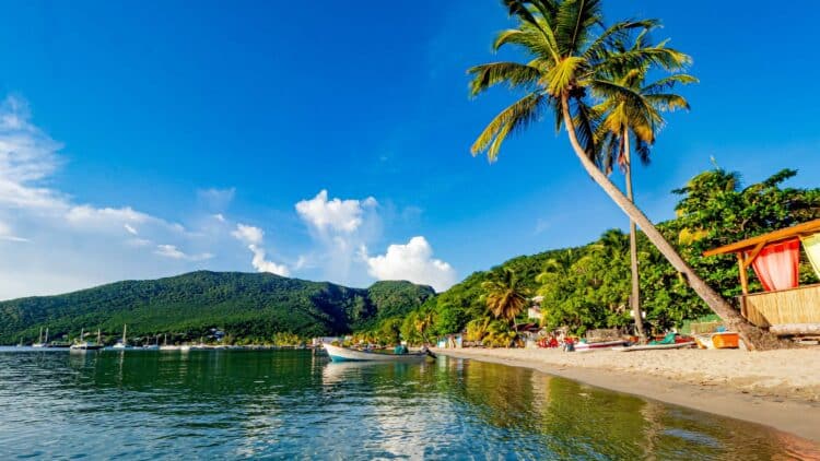 Plage bordée de palmiers dans les Caraïbes lors d'un combiné Martinique, Guadeloupe et Les Saintes.