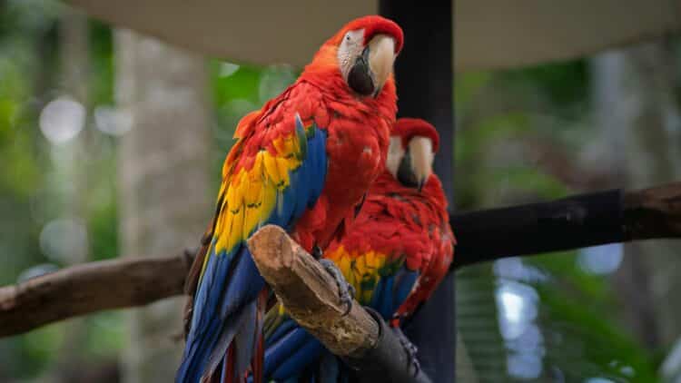 Deux aras rouges perchés dans la forêt tropicale du Costa Rica.
