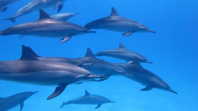 Groupe de dauphins nageant dans les eaux cristallines de la mer Rouge.