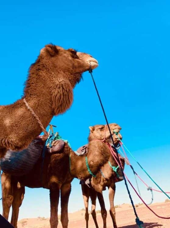 Dromadaires équipés pour une caravane dans le désert marocain.