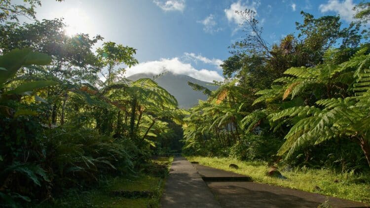 Forêt tropicale luxuriante sur l'île de Pitcairn.