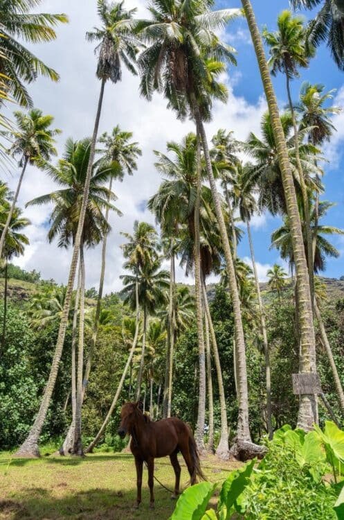 Cheval sous des cocotiers dans un paysage tropical des îles Marquises.