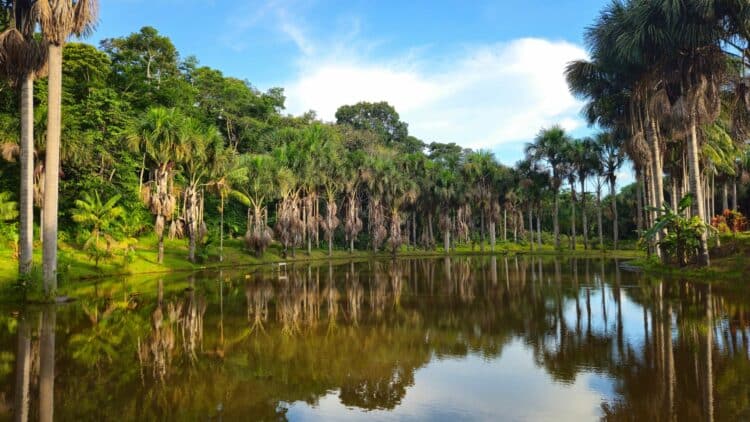 Lac bordé de palmiers et de forêt tropicale en Amazonie.
