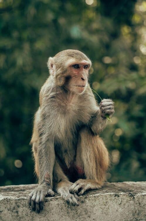 Macaque assis dans un environnement naturel au Sri Lanka.