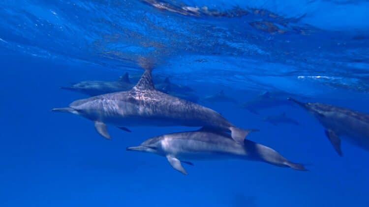 Dauphins nageant librement dans les eaux cristallines de la mer Rouge en Égypte.