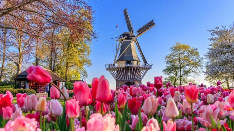 Moulin traditionnel entouré de champs de tulipes aux Pays-Bas.