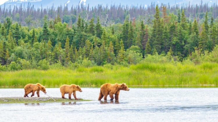 Famille d'ours bruns traversant une rivière dans les paysages sauvages d'Alaska.