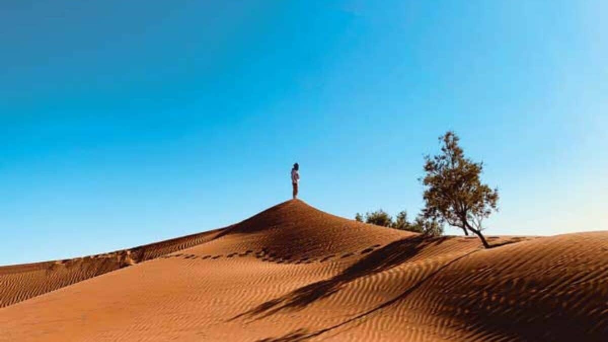 Dunes de sable et arbre isolé sous un ciel bleu dans le Sahara marocain.