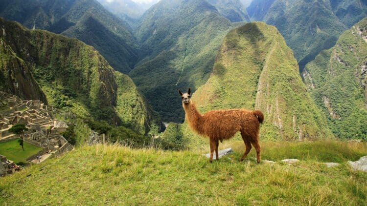 Lama devant le Machu Picchu au cœur des Andes péruviennes.