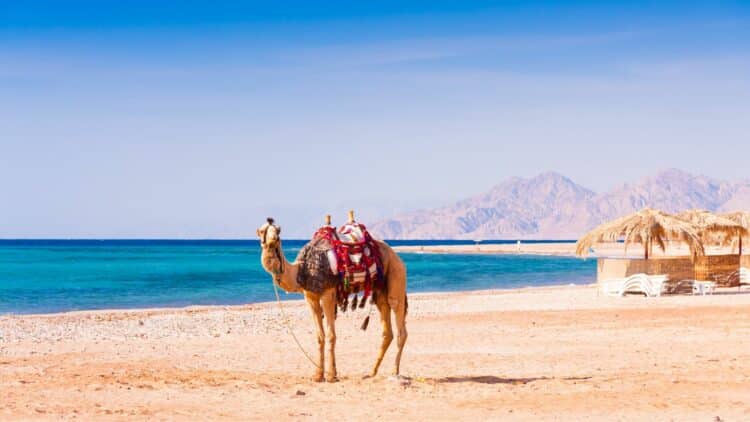 Dromadaire sur une plage de la mer Rouge avec les montagnes en arrière-plan.