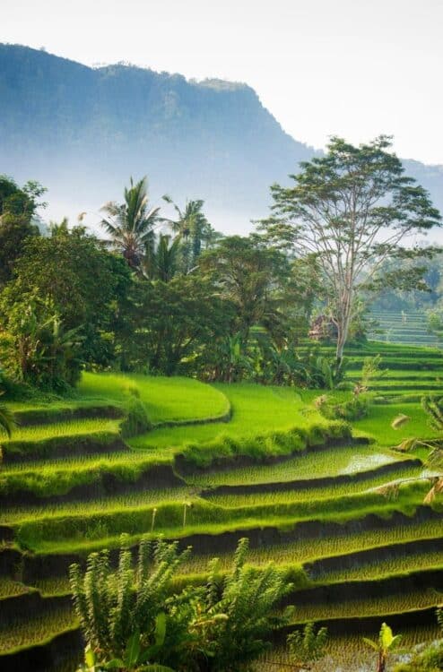 Rizières en terrasses entourées d'une végétation tropicale à Bali.
